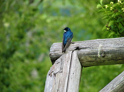 Baum schlucken, schlucken, Baum, Post, Zaun, Vogel, Blau, Weiß, Grün, Sommer-, Buchse, Holz, Natur, Tierwelt, Tierthemen, Tiere in freier Wildbahn, Holz - Material, Tier, Wirbeltier, ein Tier, hocken, Fokus auf den Vordergrund, keine Leute, Tag, Pflanze, draußen, Holzpfosten, grüne Farbe, Schönheit in der Natur, 4K, CC0, gemeinfrei, lizenzfrei