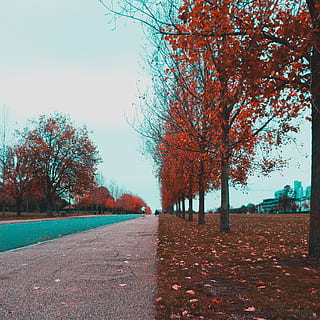ścieżka, czerwony, drzewa liściaste, gałęzie, światło dzienne, środowisko, trawa, justifyyourlove, krajobraz, Natura, park, osoba, Droga, scena, sceneria, sceniczny, drzewa, drzewo, roślina, jesień, zmiana, piękno natury, niebo, dzień, droga naprzód, kierunek, wzrost, część rośliny, spokój, scenics - natura, chodnik, liść, żadnych ludzi, spokojna scena, park - przestrzeń stworzona przez człowieka, na dworze, malejąca perspektywa, treelined, 2K, CC0, domena publiczna, darmowe zdjęcia