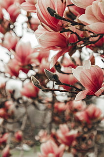 copac roșu înflorit, plantă, floare, inflori, petală, pasăre, animal, uman, persoană, floare de cires, geranium, alimente, legume și fructe, mugur, germina, Amaryllis, polen, bujor, fruct, anteră, mac, planta cu flori, frumusețe în natură, prospeţime, fragilitate, a închide, vulnerabilitate, culoarea roz, natură, zi, creştere, selectiv, cap de floare, inflorescenţă, nici o persoana, în aer liber, ramură, să se concentreze asupra primelor elemente, 5K, CC0, domeniu public, fără drepturi de autor