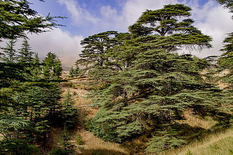 Baum, Zeder, uralt, Holz, Landschaft, Berg, Libanon, Pflanze, Wachstum, Himmel, Ruhe, Schönheit in der Natur, ruhige Szene, wolke - himmel, Land, Nicht-städtische Szene, Szenen - Natur, Natur, keine Leute, grüne Farbe, Tag, Wald, draußen, Flachwinkelansicht, idyllisch, Umgebung, Kiefer, Nadelbaum, Weg, 5K, CC0, gemeinfrei, lizenzfrei