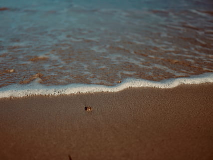 oceano calmo, sabbia, acqua, schiuma, all'aperto, natura, filtro, colore, roccia, professionista, polare, mare, graduato, animale, vita marina, invertebrato, litorale, costa, oceano, conchiglia, tacco, terra, spiaggia, temi animali, un animale, fauna selvatica, vista dall'alto, animali allo stato selvatico, nessuno, giorno, onda, movimento, vertebrato, sport acquatico, 5K, CC0, dominio pubblico, privo di copyright