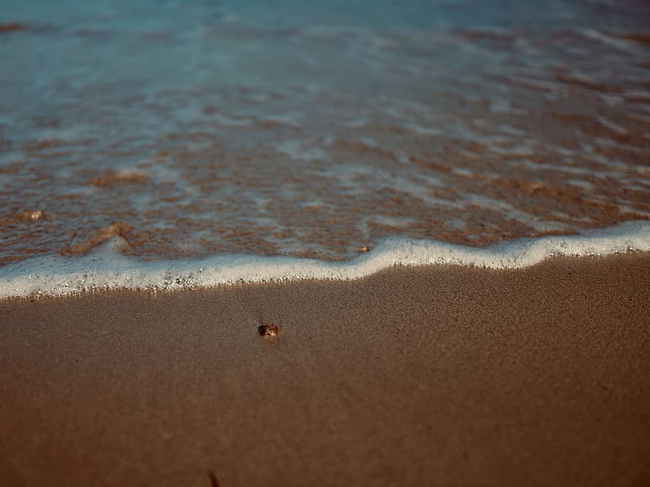 oceà tranquil, sorra, aigua, escuma, a l'aire lliure, naturalesa, filtrar, color, rock, pro, polar, mar, qualificat, animal, la vida marina, invertebrat, línia de costa, Costa, oceà, petxina de mar, taló, terra, platja, temes d'animals, un animal, fauna animal, vista d’angle alt, animals a la natura, cap gent, dia, onada, moviment, vertebrats, esport aquàtic, 5K