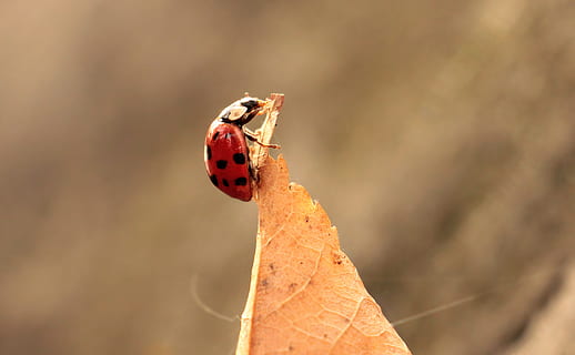 leaf, leave, ladybug, fallen, autumn, bug, animal, wild, nature, insect, plant, animal wildlife, beetle, animal themes, invertebrate, close-up, animals in the wild, red, one animal, spotted, plant part, day, no people, focus on foreground, outdoors, change, small, 4K, CC0, public domain, royalty free