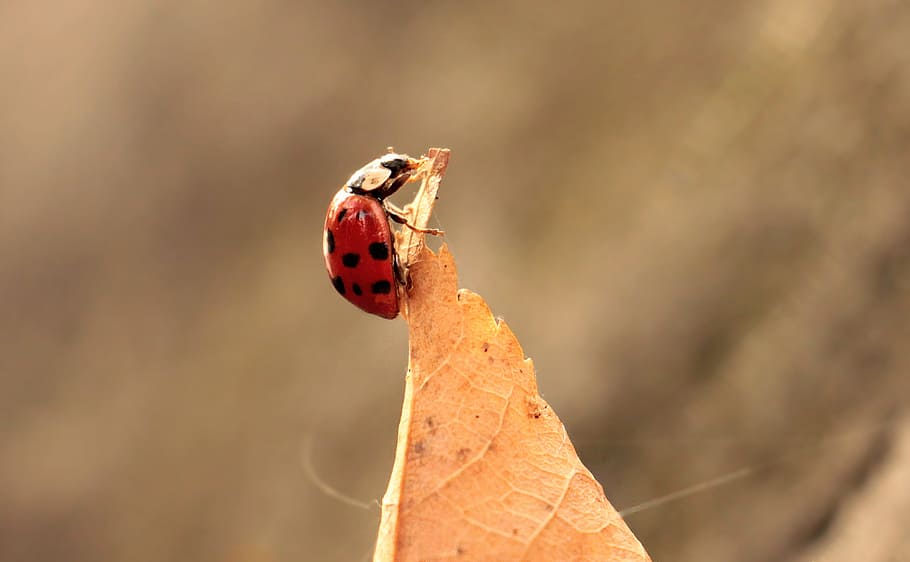 full, sortir, marieta, caigut, tardor, error, animal, salvatge, naturalesa, insecte, planta, fauna animal, escarabat, temes d'animals, invertebrat, primer pla, animals a la natura, vermell, un animal, tacat, part de la planta, dia, cap gent, centrar-se en primer pla, a l'aire lliure, canvi, petit, 4K