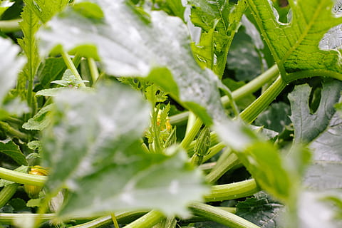 concombre, des légumes, feuille, partie de la plante, plante, croissance, couleur verte, la nature, mise au point sélective, fermer, personne, beauté dans la nature, fraîcheur, légume, journée, aliments, plein cadre, Nourriture et boisson, eau, arrière-plans, en plein air, herbe, pureté, 4K, CC0, domaine public, libre de droits