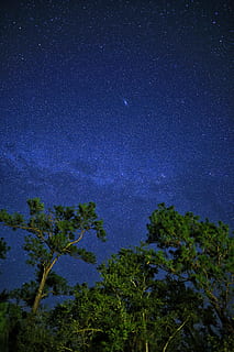 alberi verdi, alghe, flora, pianta, conifera, albero, vegetazione, cespuglio, astronomia, universo, cielo stellato, spazio, notte, all'aperto, pino, natura, foresta, terra, foresta pluviale, muschio, stella - spazio, cielo, galassia, scenics - natura, nessuno, la tranquillità, bellezza nella natura, scena tranquilla, stella, Inquadratura dal basso, campo stellare, via Lattea, crescita, 5K, CC0, dominio pubblico, privo di copyright