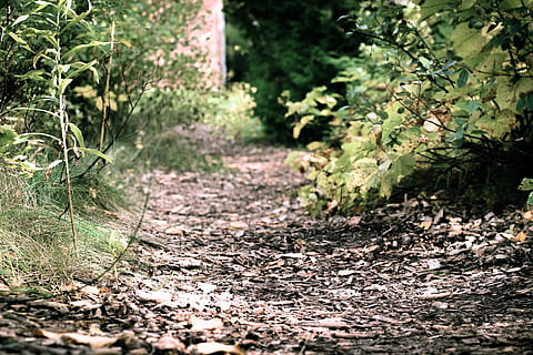 pathway between trees, nature, forest, path, trail, plant, leaves, dirt, ground, road, sycamore, oak, tree, flora, pathway, colours, pale, green, dirty, autumn, adventure, growth, leaf, plant part, no people, the way forward, day, direction, tranquility, land, outdoors, selective focus, green color, footpath, non-urban scene, sunlight, 5K, CC0, public domain, royalty free