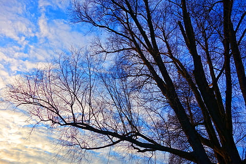 albero, cima dell'albero, albero d'inverno, deciduo, albero nudo, ramo, groviglio, cieli blu, indaco, indaco profondo, cielo, pianta, Inquadratura dal basso, nuvola - cielo, natura, nessuno, la tranquillità, bellezza nella natura, giorno, tronco, tronco d'albero, all'aperto, scenics - natura, blu, silhouette, scena tranquilla, crescita, baldacchino di albero, 5K, CC0, dominio pubblico, privo di copyright