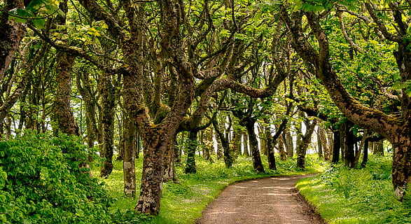 une façon, forêt, chemin, des arbres, chemin forestier, la nature, feuilles, lumière, atmosphère, parc, vert, noueux, érable, château de mey, Royaume-Uni, Écosse, arbre, plante, direction, la voie à suivre, croissance, beauté dans la nature, tranquillité, terre, couleur verte, sentier, tronc d'arbre, tronc, scène tranquille, personne, journée, perspective décroissante, bordé d'arbres, paysages - nature, en plein air, des bois, canopée, 4K, CC0, domaine public, libre de droits