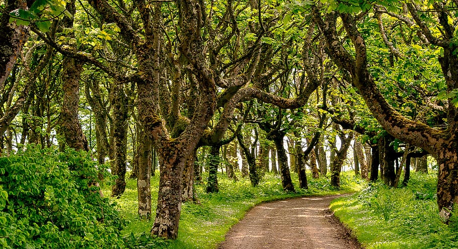 lluny, bosc, Camí, arbres, camí forestal, naturalesa, fulles, llum, atmosfera, parc, verd, nodrit, maple, castell de mey, Regne Unit, Escòcia, arbre, planta, direcció, el camí a seguir, creixement, bellesa a la natura, tranquil·litat, terra, color verd, sendera, tronc de l'arbre, tronc, escena tranquil·la, cap gent, dia, perspectiva decreixent, treelined, escenics - natura, a l'aire lliure, copa de l'arbre, 4K
