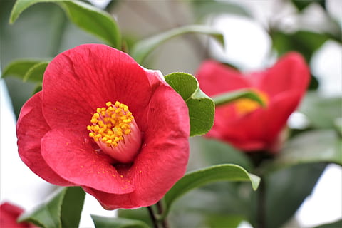 Blume, rot, Blumen, blühen, Garten, Natur, Sommer-, die Orangerie, blühende Pflanze, Schönheit in der Natur, Verletzlichkeit, Zerbrechlichkeit, Blütenblatt, Pflanze, Frische, Blütenkopf, Blütenstand, Nahansicht, Wachstum, Fokus auf den Vordergrund, Pflanzenteil, Blatt, Tag, keine Leute, Pollen, draußen, 5K, CC0, gemeinfrei, lizenzfrei
