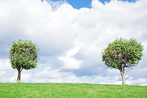 Baum, zwei, Blatt, Geäst, zusammen, Himmel, Paar, Hintergrund, Pflanze, wolke - himmel, Schönheit in der Natur, Natur, Feld, Gras, Land, Umgebung, Landschaft, grüne Farbe, ruhige Szene, Ruhe, Horizont über Land, Tag, Szenen - Natur, Wachstum, keine Leute, einzelner Baum, draußen, Frühling, 2K, CC0, gemeinfrei, lizenzfrei