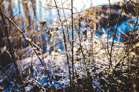 Ast, Schnee, Hintergrund, hell, kalt, Frost, gefroren, Landschaft, Licht, Jahreszeit, Baum, Winter, Holz, Pflanze, Fokus auf den Vordergrund, kahler Baum, Natur, keine Leute, Tag, kalte Temperatur, Schönheit in der Natur, draußen, Land, Sonnenlicht, Nahansicht, Himmel, Wachstum, Ruhe, Verschmutzung, 5K, CC0, gemeinfrei, lizenzfrei