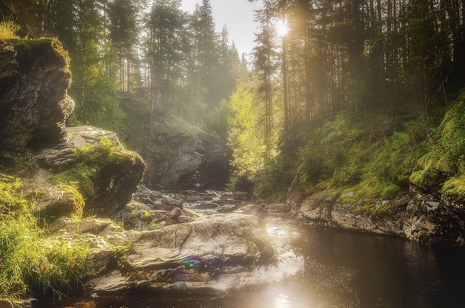 grünblättriger Baum, Natur, Wasser, draußen, Pflanze, Tuluk River, Licht, Fackel, Kunst, Malerei, Strom, Fluss, Sonnenlicht, Vegetation, Baum, abies, Tanne, Land, Bach, Landschaft, Wetter, Schönheit in der Natur, Szenen - Natur, Wald, Ruhe, ruhige Szene, Nicht-städtische Szene, fließendes Wasser, Tag, keine Leute, Wachstum, Umgebung, Wasserfall, fließend, Regenwald, 4K