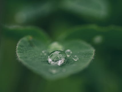 Grün, Blatt, Wasser, Tropfen, fallen, Makro, Regen, Tau, Nahansicht, Blätter, Natur, Wald, draußen, Wetter, Tröpfchen, verlassen, Wassertropfen, Regentropfen, nass, Frische, Pflanzenteil, Pflanze, grüne Farbe, selektiver Fokus, Schönheit in der Natur, Verletzlichkeit, Zerbrechlichkeit, Wachstum, Reinheit, keine Leute, 4K, CC0, gemeinfrei, lizenzfrei