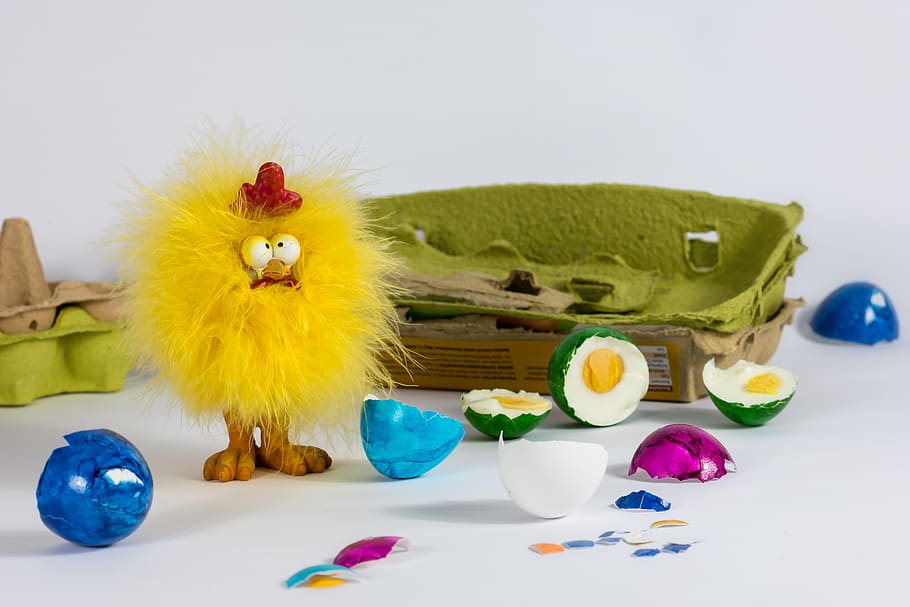 pollastre, ous de Pasqua, Pasqua, pollets, cartró d'ous, decoració, felpa, figura, divertit, bonic, pelut, menjar, trencat, esponjós, petit, celebració, festa, ou de Pasqua, ou, animal, ocell, a l'interior, temes d'animals, representació animal, pollastre infantil, representació, multicolor, joguina, ocell jove, animals domèstics, groc, pollastre - ocell, cap gent, 5K