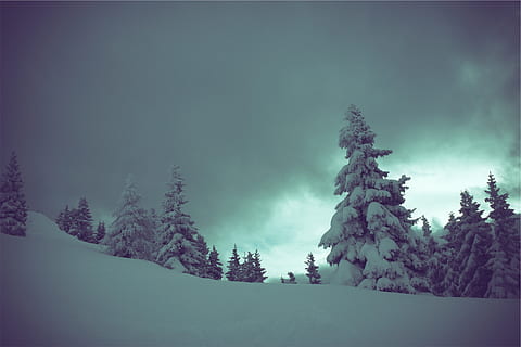 winter, snow, trees, dark, cloudy, beauty in nature, plant, tree, sky, tranquil scene, tranquility, scenics - nature, environment, no people, cold temperature, non-urban scene, cloud - sky, nature, land, landscape, forest, day, coniferous tree, 1080P, CC0, public domain, royalty free