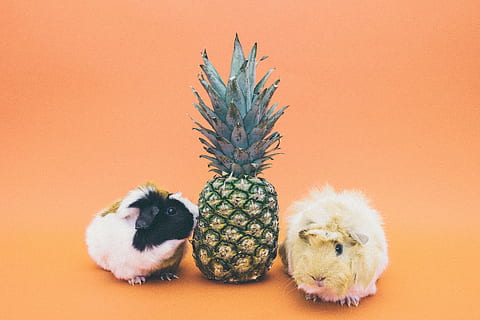pineapple, dessert, appetizer, fruit, juice, crop, rabbit, animal themes, animal, mammal, one animal, indoors, pets, colored background, domestic, no people, studio shot, domestic animals, cute, portrait, tropical fruit, food, vertebrate, toy, succulent plant, celebration, orange background, 5K, CC0, public domain, royalty free