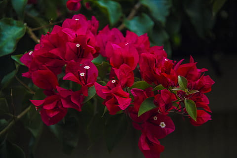 fiori a foglia rossa, pianta, fiorire, fiore, geranio, petalo, composizione floreale, bella, rosso, colore, fiori, piante, bouganville, all'aperto, natura, lunatico, bouquet di fiori, rosa, Acanthaceae, cilindro, vegetazione, pianta fiorita, freschezza, bellezza nella natura, fragilità, vulnerabilità, avvicinamento, crescita, testa di fiore, infiorescenza, nessuno, concentrarsi sulle conoscenze acquisite, parte vegetale, foglia, colore rosa, un mazzo di fiori, mazzo, 5K, CC0, dominio pubblico, privo di copyright