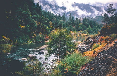 ver, Arroyo, otoño, fluido, verde, mate, niebla, montaña, parque, rock, rocas, escénico, corriente, tranquilo, arboles, desierto, fondo, belleza, colores, color de otoño, follaje, bosque, geológico, punto de referencia, hojas, lozano, brumoso, naturaleza, orgánico, pacífico, río, estaciones, torneado, agua, vistoso, paisaje, árbol, planta, belleza en la naturaleza, paisajes - naturaleza, tranquilidad, escena tranquila, tierra, crecimiento, nadie, escena no urbana, día, idílico, cielo, nube - cielo, al aire libre, agua que fluye, cambio, árbol conífero, 2K