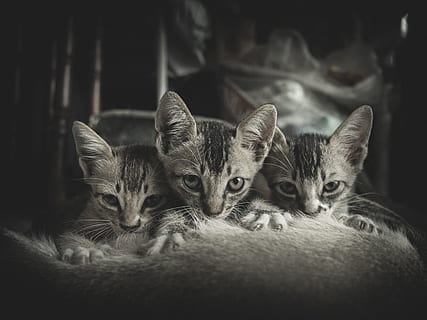 killing, dramatisk, kitty, dyr, kæledyr, nuttet, tæt på, mørk, kat, trist, amning, die, gruppe af dyr, dyre temaer, ungt dyr, pattedyr, indenlandske, indenlandske kat, portræt, husdyr, to dyr, samvær, indendørs, hvirveldyr, feline, kigger på kameraet, ingen mennesker, bakkenbart, dyr hoved, dyre familie, uskyld, 5K, CC0, offentligt domæne, royaltyfrie