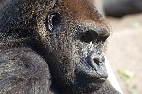 gorilla nera, Germania, munchen, tierparkstraße 30, natura, scimmia, mammifero, animale, fauna selvatica, animali allo stato selvatico, un animale, avvicinamento, vertebrato, nessuno, giorno, concentrarsi sulle conoscenze acquisite, rilassamento, parte del corpo animale, analizzare, cercare, guardare, guardando lontano, primate, ritratto, zoo, babbuino, 2K, CC0, dominio pubblico, privo di copyright