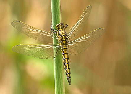 giallo, nero, libellula, verde, stelo, giorno, avvicinamento, insetto, macro, pianta, invertebrato, temi animali, fauna selvatica, animale, animali allo stato selvatico, un animale, ala animale, natura, concentrarsi sulle conoscenze acquisite, nessuno, parte del corpo animale, all'aperto, damselfly, bellezza nella natura, testa di animale, occhio animale, filo d'erba, 2K, CC0, dominio pubblico, privo di copyright