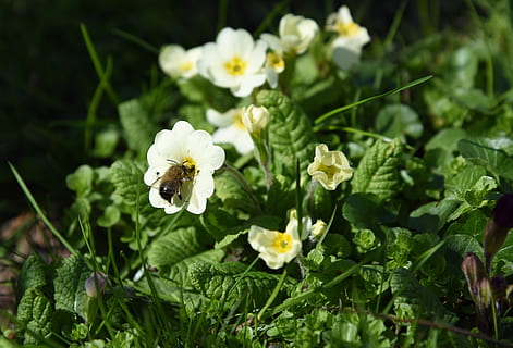forår, kodriver, bi, insekt, blomstrende plante, blomst, plante, vækst, skrøbelighed, sårbarhed, friskhed, skønhed i naturen, kronblad, blomsterhoved, blomsterstand, hvid farve, grøn farve, blad, tæt på, plante del, natur, ingen mennesker, dag, fokus på forgrunden, udendørs, pollen, bestøvning, 4K, CC0, offentligt domæne, royaltyfrie