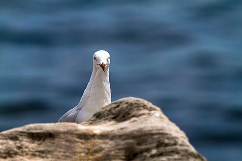 hvid due, dyr, Due, fugl, booby, måge, Australien, mandig, shelly beach, næb, dyreliv, dyr i naturen, dyre temaer, hvirveldyr, et dyr, vand, klippe, natur, rock-objekt, hav, ingen mennesker, solid, dag, fokus på forgrunden, tæt på, perching, 2K, CC0, offentligt domæne, royaltyfrie