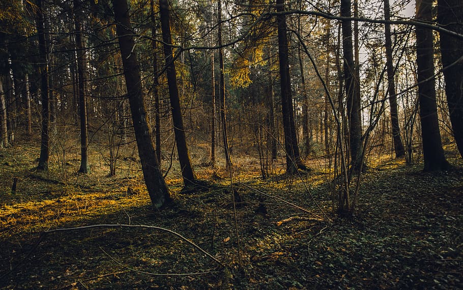 bosc, bonic, branques, foscor, la llum del dia, medi ambient, herba, pastures, fons de pantalla hd, paisatge, llum, canviant d'humor, plantes, escènic, temporada, estiu, posta de sol, arbres, boscos, arbre, terra, planta, tronc de l'arbre, tronc, tranquil·litat, escena tranquil·la, bellesa a la natura, naturalesa, creixement, escena no urbana, cap gent, escenics - natura, dia, llum solar, branca, tardor, a l'aire lliure, canvi, streaming, 5K
