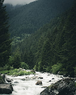 fiume vicino agli alberi, bellissimo, cascata, ambiente, flusso, idilliaco, paesaggio, natura, all'aperto, fiume, roccioso, panoramico, alberi, boschi, albero, pianta, scenics - natura, bellezza nella natura, foresta, montagna, terra, nessuno, giorno, acqua, scena non urbana, la tranquillità, crescita, roccia, scena tranquilla, acqua corrente, fluente, 4K, CC0, dominio pubblico, privo di copyright