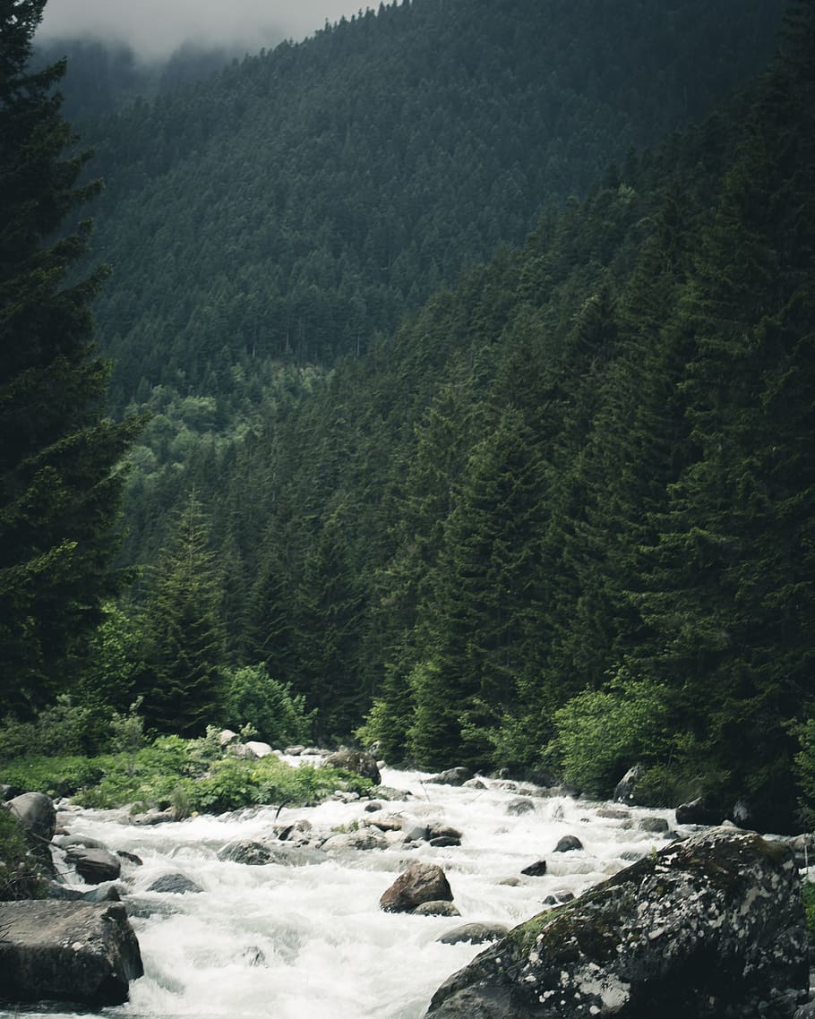 fiume vicino agli alberi, bellissimo, cascata, ambiente, flusso, idilliaco, paesaggio, natura, all'aperto, fiume, roccioso, panoramico, alberi, boschi, albero, pianta, scenics - natura, bellezza nella natura, foresta, montagna, terra, nessuno, giorno, acqua, scena non urbana, la tranquillità, crescita, roccia, scena tranquilla, acqua corrente, fluente, 4K
