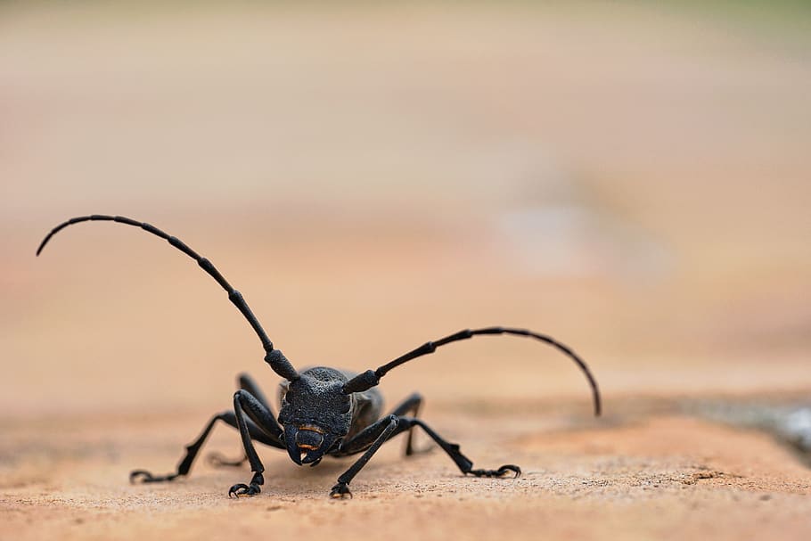 escarabat, bock, naturalesa, insecte, primer pla, macro, animal, estiu, frontal, fauna animal, invertebrat, temes d'animals, animals a la natura, un animal, cap gent, centrar-se en primer pla, dia, cames d’animal, part del cos dels animals, zoologia, artròpode, color negre, aràcnids, enfocament selectiu, a l'aire lliure, 5K