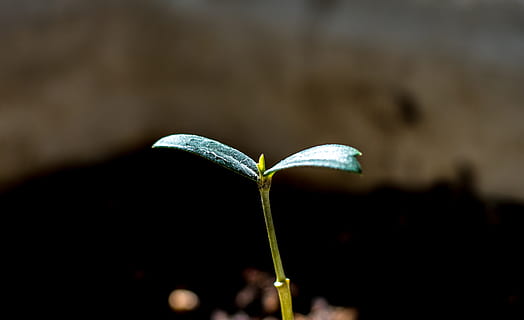 spring, tree, sapling, sprout, wood, plants, plant, green, leaf, close-up, focus on foreground, growth, beauty in nature, freshness, fragility, nature, vulnerability, flower, no people, plant stem, flowering plant, selective focus, outdoors, day, plant part, beginnings, flower head, 4K, CC0, public domain, royalty free