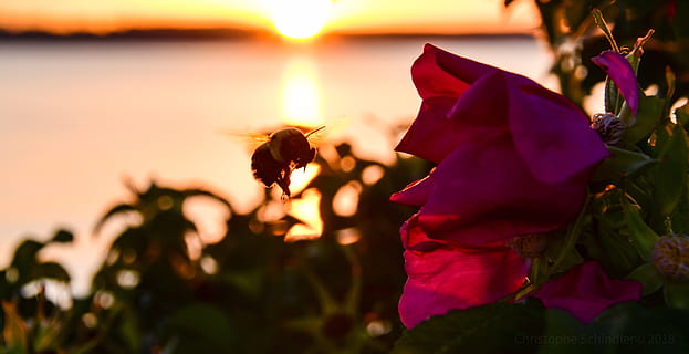 Sonnenuntergang, Bourdon, Blumen, Dämmerung, Insekt, Blume, Pflanze, Schönheit in der Natur, blühende Pflanze, Natur, Nahansicht, Blütenblatt, Verletzlichkeit, Zerbrechlichkeit, Frische, Pflanzenteil, Blatt, Himmel, Fokus auf den Vordergrund, draußen, Blütenkopf, Blütenstand, Wachstum, Rose, lila, 5K, CC0, gemeinfrei, lizenzfrei