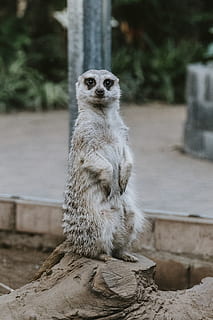roditore grigio, animale, meerkat, mammifero, natura, fissare, ritratto, pantera, giaguaro, leopardo, gatto, animale domestico, lemure, pietra da lastrico, zoo, terra, giraffa, roditore, scoiattolo, pianta, stagionatura, temi animali, animali allo stato selvatico, fauna selvatica, concentrarsi sulle conoscenze acquisite, un animale, giorno, seduta, nessuno, analizzare, cercare, guardare, guardando lontano, vertebrato, roccia, all'aperto, animali in cattività, solido, 4K, CC0, dominio pubblico, privo di copyright