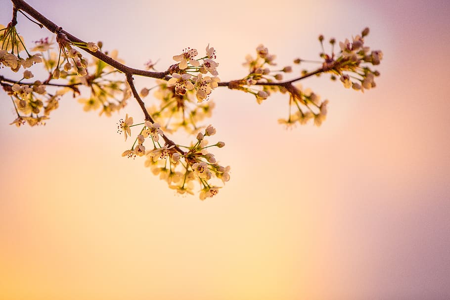 wit, kers-, bloesems, detailopname, fotografie, bloeien, bloesem, tak, flora, bloemen, groei, natuur, bloemblaadjes, fabriek, boom, schoonheid in de natuur, bloem, bloeiende plant, gekleurde achtergrond, geen mensen, zonsondergang, versheid, kalmte, hemel, breekbaarheid, studio opname, buitenshuis, eten en drinken, kwetsbaarheid, lente, oranje achtergrond, kersenbloesem, 5K
