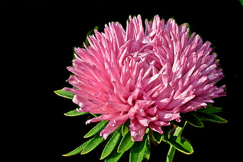 aster, blomst, hage, makro, sommer, rosa, natur, kronbladene, blomstringen, skjønnhet, dekorative, blomstrende plante, petal, skjørhet, sårbarhet, anlegg, friskhet, skjønnhet i naturen, blomsterhodet, rosa farge, inflorescence, nærbilde, vekst, studio skudd, svart bakgrunn, ingen folk, blad, krysantemum, våren, mykhet, 2K, CC0, offentlig domene, opphavsrett gratis