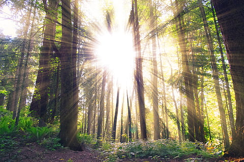 els raigs del sol, llum solar, arbres, bosc, boscos, naturalesa, arbre, terra, planta, raig de sol, tranquil·litat, flare de la lent, bellesa a la natura, tronc de l'arbre, tronc, creixement, sol, dia, escena tranquil·la, streaming, cap gent, escena no urbana, brillant, a l'aire lliure, lluminós, bambú - planta, 5K, CC0, domini públic, lliure de regalies