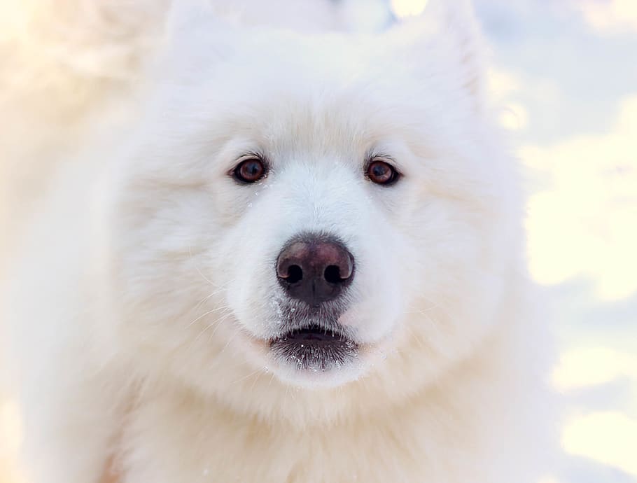 lupo Bianco, animale domestico, cane, canino, mammifero, animale, cane bianco, cane eschimese, rauco, cucciolo, natura, Volpe artica, Volpe, angora, gatto, lupo, rancio, caviglia, collie, terrier, struttura, un animale, temi animali, animali domestici, domestico, guardando la fotocamera, ritratto, Colore bianco, parte del corpo animale, avvicinamento, nessuno, peli di animali, testa di animale, concentrarsi sulle conoscenze acquisite, capelli, carina, cane di razza, occhio animale, grugno, 2K