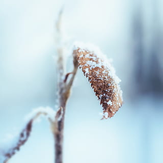 frunze uscate, natură, gheaţă, în aer liber, nevertebrat, animal, insectă, zăpadă, îngheţ, iarnă, sloi de gheaţă, sportiv, sport, schi, Munte, gheţar, cer, fulg de nea, aisberg, mugur, plantă, a închide, să se concentreze asupra primelor elemente, nici o persoana, temperatura rece, zi, selectiv, frumusețe în natură, liniște, maro, copac, crenguţă, îngheţat, 2K, CC0, domeniu public, fără drepturi de autor