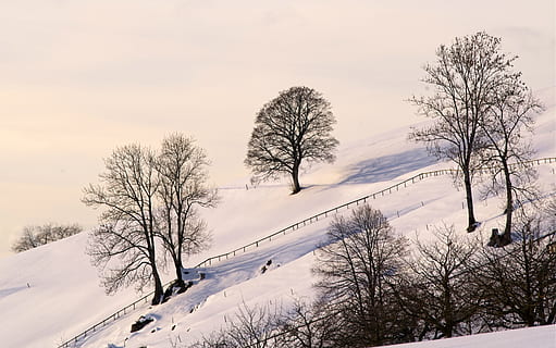 paesaggio, albero, pianta, la neve, tronco d'albero, natura, all'aperto, Svizzera, zug, inverno, tempo metereologico, abete, abies, veicolo, automobile, auto, mezzi di trasporto, montagna, struttura, bianca, albero nudo, temperatura fredda, cielo, bellezza nella natura, la tranquillità, scena tranquilla, scenics - natura, nessuno, ramo, copertura, nuvola - cielo, scena non urbana, terra, 5K, CC0, dominio pubblico, privo di copyright