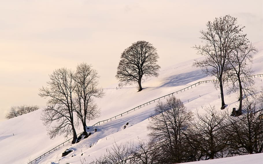 paisatge, arbre, planta, neu, tronc de l'arbre, naturalesa, a l'aire lliure, suïssa, zug, hivern, temps, avet, abies, vehicle, automòbil, cotxe, transport, muntanya, textura, blanc, arbre nu, temperatura de fred, cel, bellesa a la natura, tranquil·litat, escena tranquil·la, escenics - natura, cap gent, branca, cobertura, núvol - cel, escena no urbana, terra, 5K