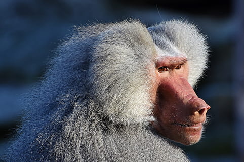 bavian, abe, primat, væsen, grå, dyr, natur, Zoo, Tiergarten, klatre, tierpark hellabrunn, et dyr, pattedyr, dyreliv, dyr i naturen, tæt på, hår, leder, dyr kropsdel, dyrehår, portræt, mennesker, kigger væk, hvirveldyr, udendørs, profilvisning, overvejelse, menneskeligt ansigt, hvidt hår, 2K, CC0, offentligt domæne, royaltyfrie