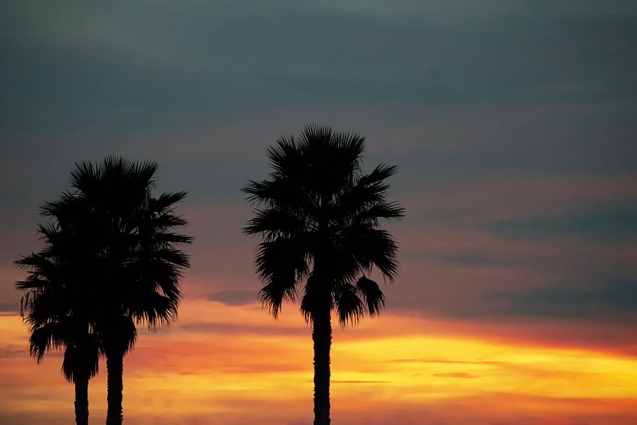 palmeres, alba, cel, núvols, totana, murcia, posta de sol, Palmera, núvol - cel, silueta, clima tropical, arbre, bellesa a la natura, escenics - natura, planta, color taronja, tranquil·litat, escena tranquil·la, cap gent, naturalesa, creixement, a l'aire lliure, vista d’angle baix, idíl·lic, cel dramàtic, palmera de coco, arbre tropical, fulla de palma, cel romàntic, 5K