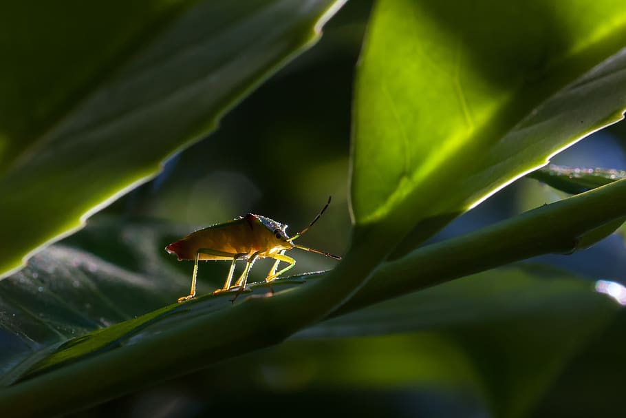Fehler, Natur, Insekt, Blatt, Insektenfoto, Tier, Tiere in freier Wildbahn, Tierthemen, wirbellos, ein Tier, Tierwelt, Pflanzenteil, Pflanze, Nahansicht, grüne Farbe, keine Leute, Wachstum, Schönheit in der Natur, Tag, selektiver Fokus, Fokus auf den Vordergrund, Verletzlichkeit, 4K