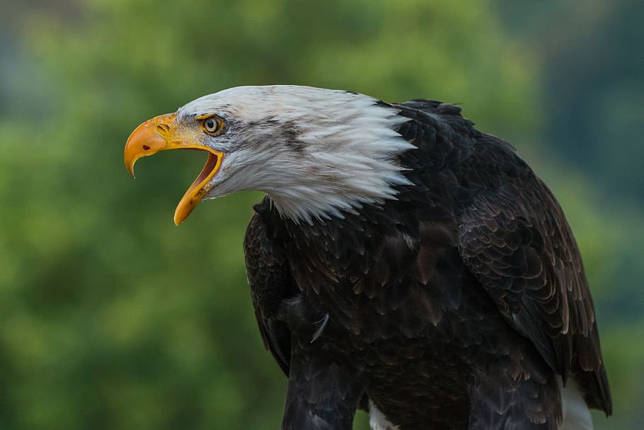 zavřít, fotografování, bílý, Černá, orel, během dne, zvíře, Orel bělohlavý, peří, volně žijících živočichů, pták, obratlovců, jednoho zvířete, zvířat, dravý pták, zvířata ve volné přírodě, orel - pták, zaměřit se na popředí, detail, den, zobák, koukal, nikdo, hledá, část těla zvířete, Příroda, venku, zvířecí hlavy, zobrazení profilu, ústa otevřená, zvířecí oko, 4K
