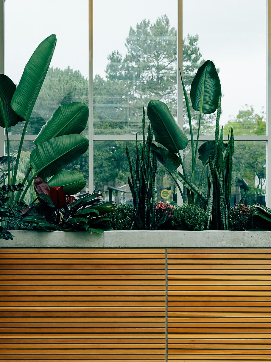 planta de fulla verda, planta, planta en test, ceràmica, jar, gerro, jardí, Canadà, Burlington, jardins botànics reials, hivernacle, jardinera, edifici, arquitectura, herbes, a l'aire lliure, palmeres, fulles de palma, botànic, plantes, la vida, arbre, naturalesa, finestra, cap gent, dia, creixement, transparent, vidre - material, cel, color verd, estructura construïda, aigua, transport, cel clar, cadira, 4K