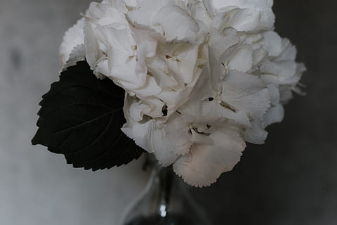 fiore, modesto, elegante, semplice, petalo, sfondo, nero, buio, bianca, ortensia, pianta fiorita, fragilità, Colore bianco, avvicinamento, vulnerabilità, pianta, testa di fiore, freschezza, bellezza nella natura, concentrarsi sulle conoscenze acquisite, infiorescenza, nessuno, natura, crescita, all'aperto, giorno, morbidezza, messa a fuoco selettiva, 5K, CC0, dominio pubblico, privo di copyright