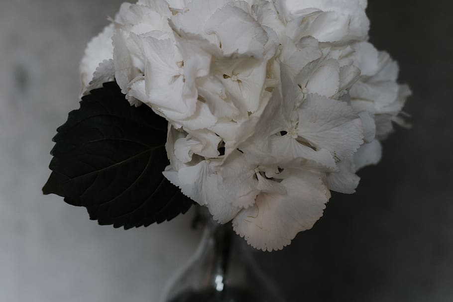 flor, Modest, chic, simple, pètal, fons, fons de pantalla, negre, fosc, blanc, ortensia, planta amb flors, fragilitat, Color blanc, primer pla, vulnerabilitat, planta, cap de flor, frescor, bellesa a la natura, centrar-se en primer pla, inflorescència, cap gent, naturalesa, creixement, a l'aire lliure, dia, suavitat, enfocament selectiu, 5K
